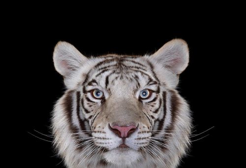WhiteTiger4