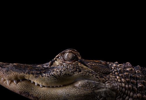 Alligator 2