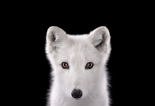 Artic Fox 1