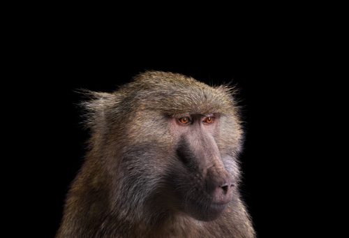 Baboon 1