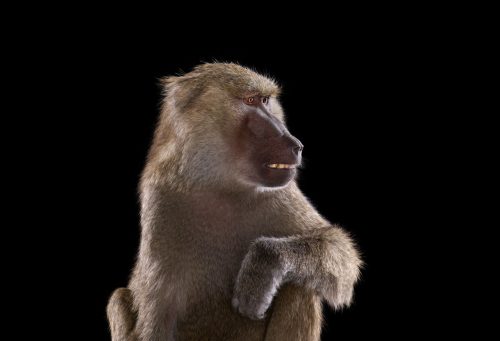 Baboon 3