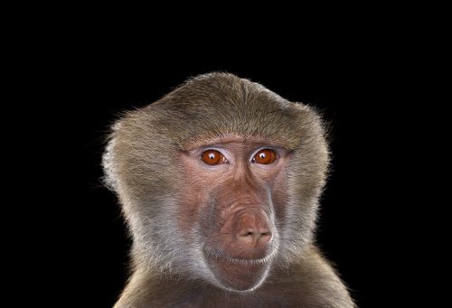 Baboon 4