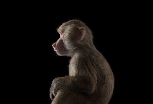 Baboon 5