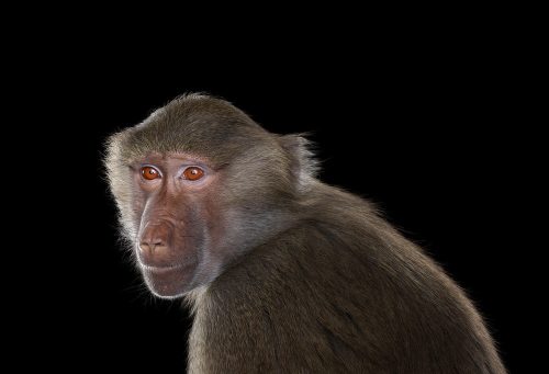 Baboon 6