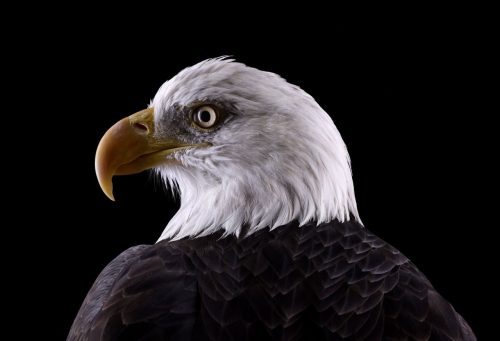 Bald Eagle 1