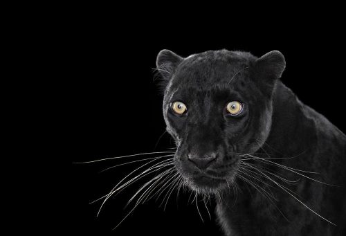 Black Leopard 1