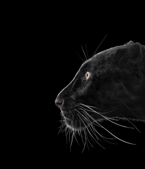 Black Leopard 2
