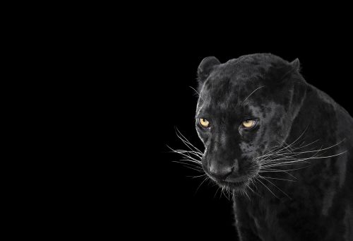 Black Leopard 3