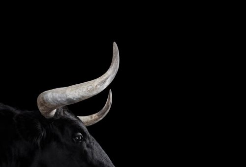 Bull 1