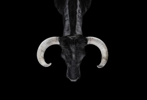 Bull 2