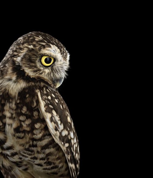 Burrowing Owl 2