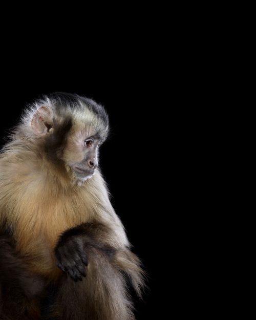 Capuchin Monkey 3