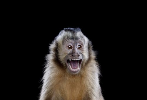 Capuchin Monkey 4