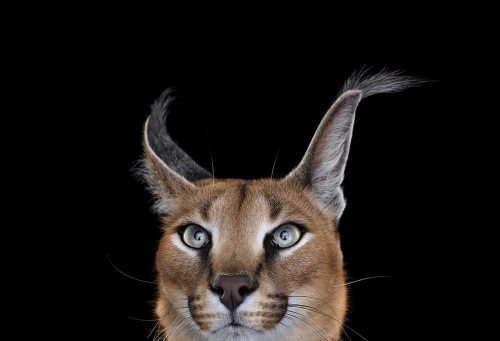 Caracal 1