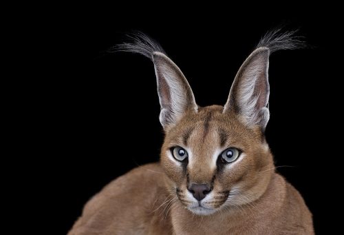 Caracal 3
