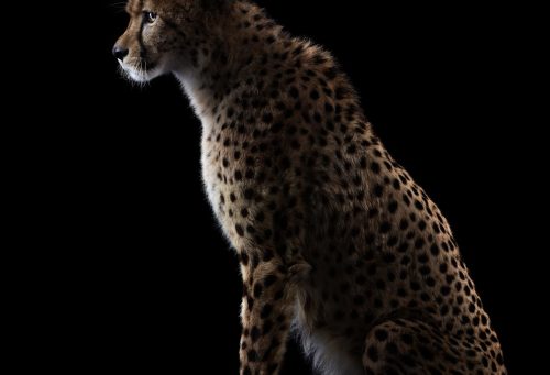Cheetah 1