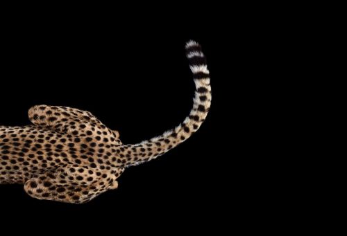 Cheetah 4