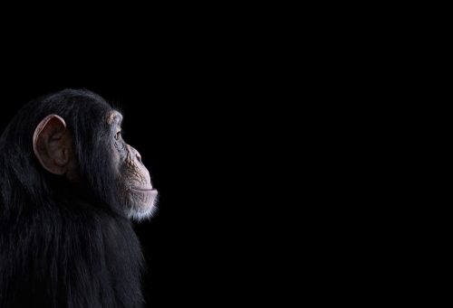 Chimpanzee 1