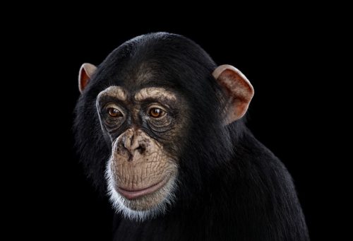 Chimpanzee 12