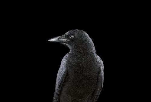 Crow 1
