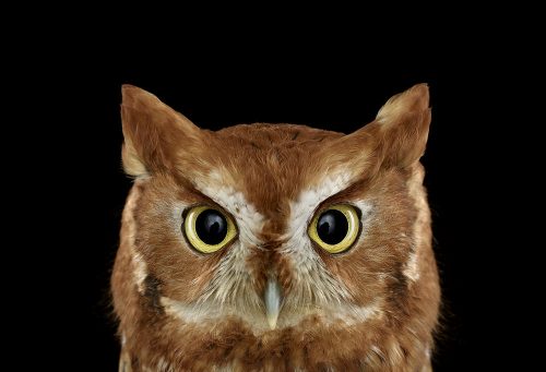 Eastern Screech Owl 1