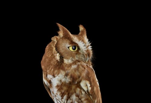 Eastern Screech Owl 2