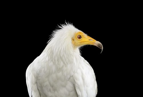 Egyptian Vulture 1