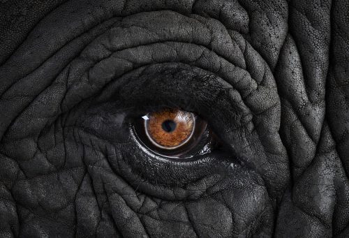 Elephant 11