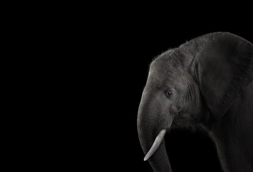 Elephant 13