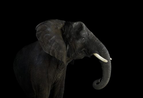 Elephant 3