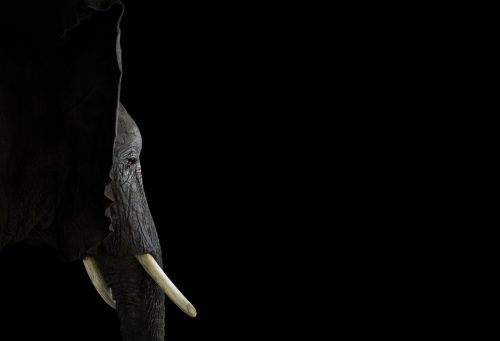 Elephant 4
