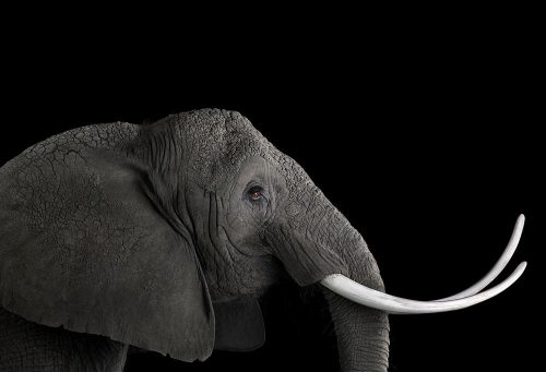 Elephant 8