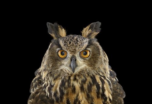 Eurasian Eagle Owl 1