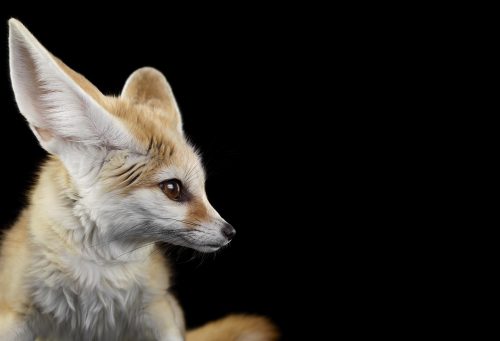 Fennec Fox 1