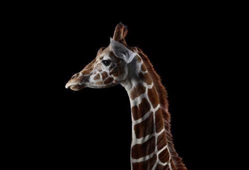 Giraffe 1