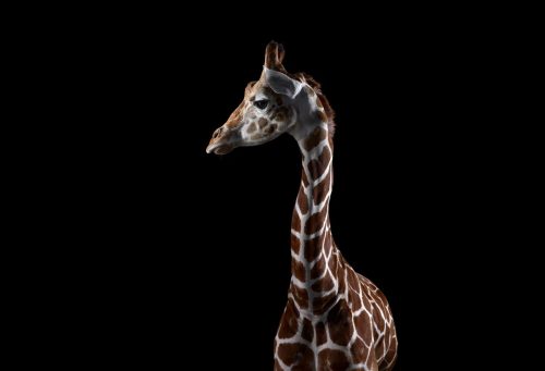 Giraffe 3