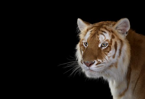 Golden Tiger 2