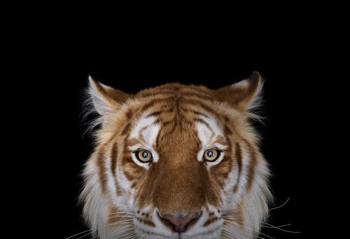 Golden Tiger 3