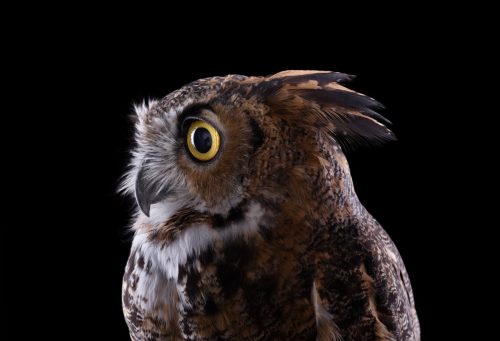 Great Horned Owl 1