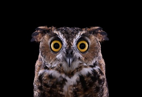 Great Horned Owl 3
