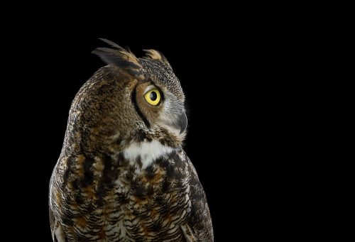 Great Horned Owl 5