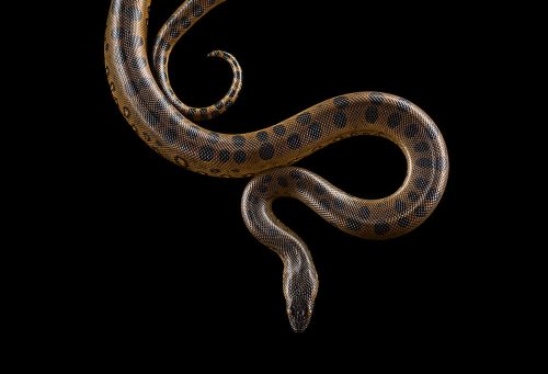 Green Anaconda 1