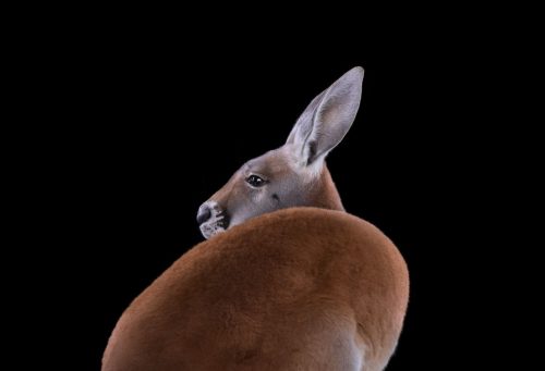 Kangaroo 2