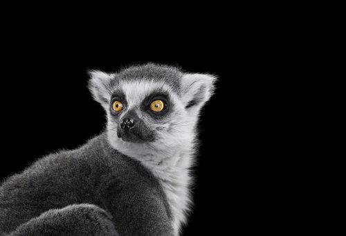 Lemur 1