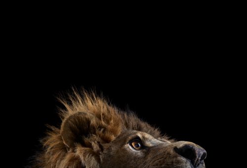 Lion 1