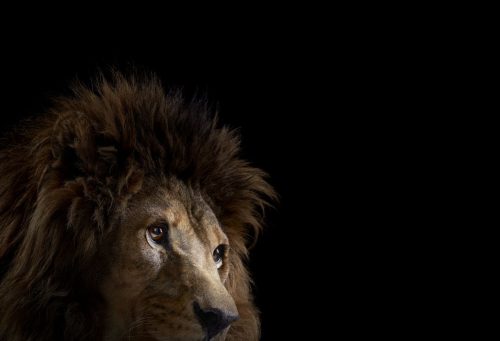 Lion 3