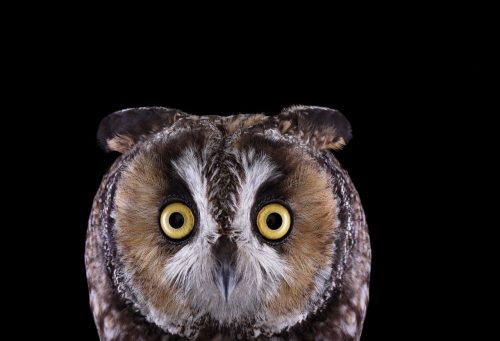 Long Eared Owl 1