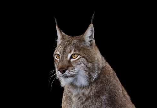 Lynx 1