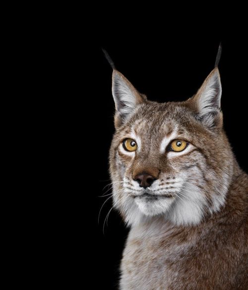 Lynx 2