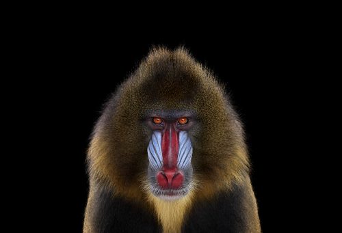 Mandrill 1